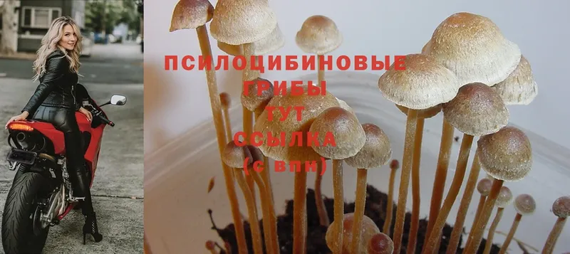 купить наркотик  Цивильск  Псилоцибиновые грибы Magic Shrooms 